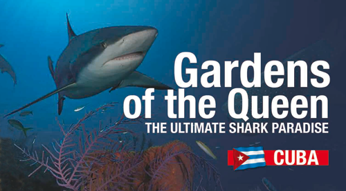 Gardens of the Queen, Cuba's Shark Paradise